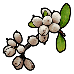 white berry rust